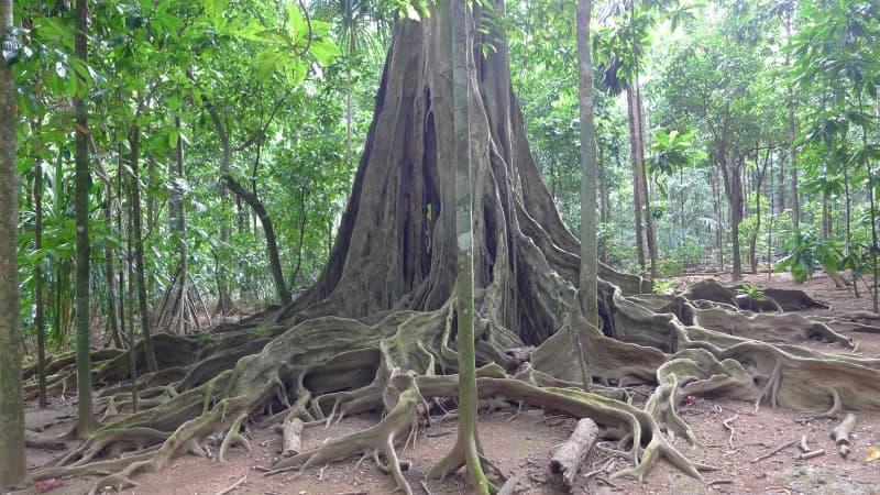 Strangler vines